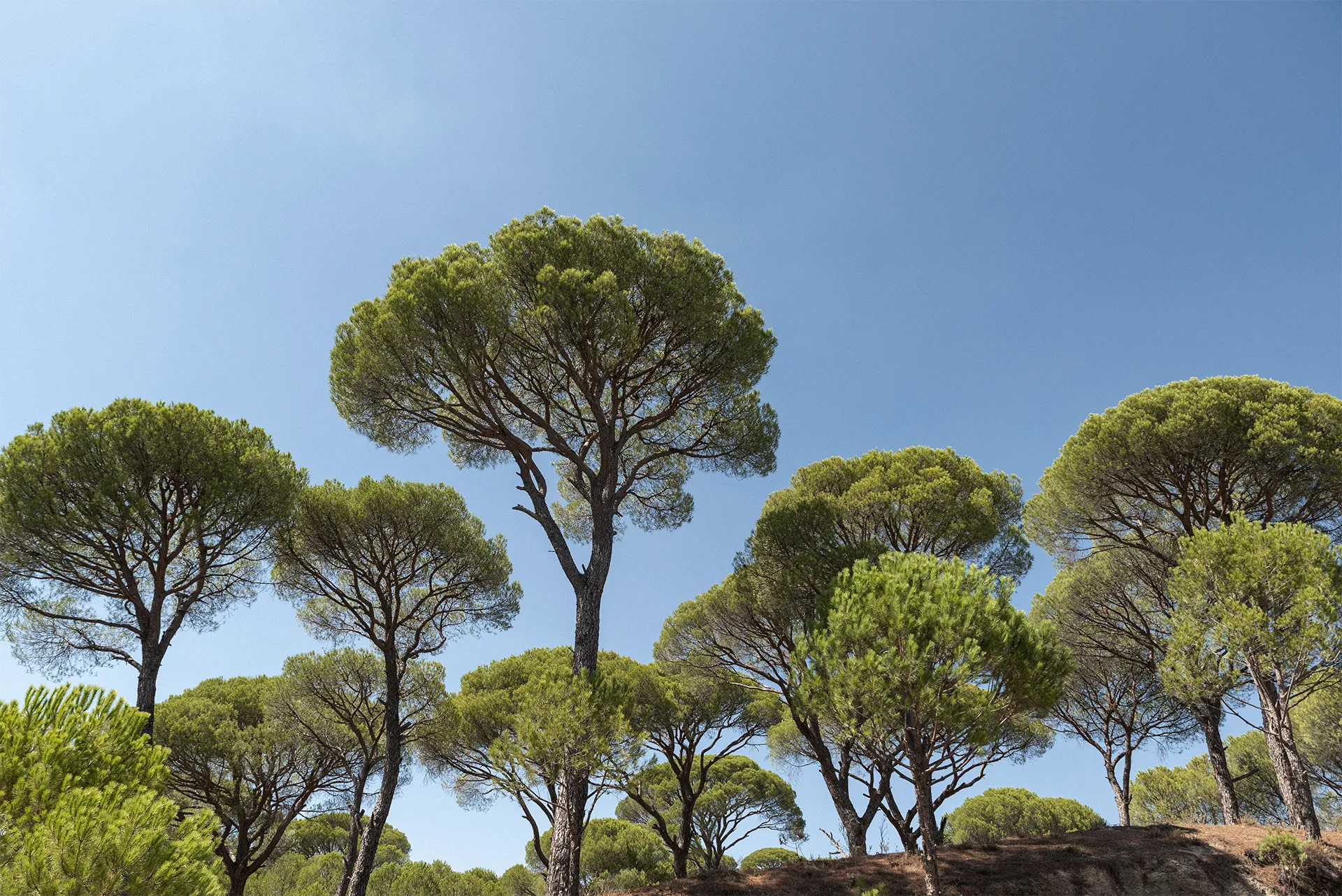 Panorama della zona Pisana a Roma, un contesto residenziale ben collegato e ricco di servizi.
